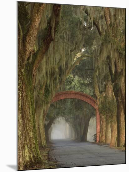 Entrance To Bethesda in Early Morning Light, Savannah, Georgia, USA-Joanne Wells-Mounted Photographic Print