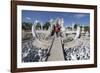 Entrance to the Wat Rong Khun (White Temple)-Stuart Black-Framed Photographic Print