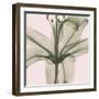 Entranced Lily-Albert Koetsier-Framed Photographic Print