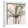 Entranced Lily-Albert Koetsier-Framed Photographic Print