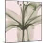 Entranced Lily-Albert Koetsier-Mounted Photographic Print