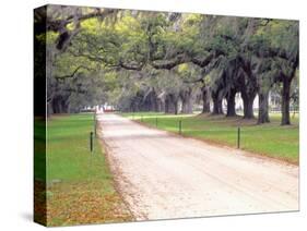 Entryway Lined with Live Oaks and Spanish Moss, Boone Hall Plantation, South Carolina, USA-Julie Eggers-Stretched Canvas