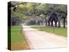 Entryway Lined with Live Oaks and Spanish Moss, Boone Hall Plantation, South Carolina, USA-Julie Eggers-Stretched Canvas