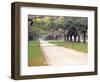 Entryway Lined with Live Oaks and Spanish Moss, Boone Hall Plantation, South Carolina, USA-Julie Eggers-Framed Photographic Print