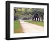 Entryway Lined with Live Oaks and Spanish Moss, Boone Hall Plantation, South Carolina, USA-Julie Eggers-Framed Photographic Print