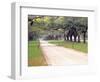 Entryway Lined with Live Oaks and Spanish Moss, Boone Hall Plantation, South Carolina, USA-Julie Eggers-Framed Photographic Print