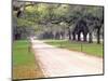 Entryway Lined with Live Oaks and Spanish Moss, Boone Hall Plantation, South Carolina, USA-Julie Eggers-Mounted Photographic Print