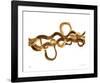 Entwined No 2-Shams Rasheed-Framed Giclee Print