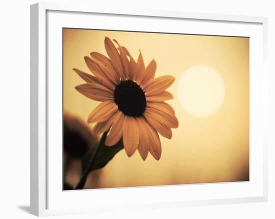 Environment: Sunflower Sunset Landscape Affected by Colorado Wildfires Near Boulder-Kevin Lange-Framed Photographic Print