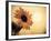 Environment: Sunflower Sunset Landscape Affected by Colorado Wildfires Near Boulder-Kevin Lange-Framed Photographic Print