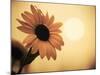Environment: Sunflower Sunset Landscape Affected by Colorado Wildfires Near Boulder-Kevin Lange-Mounted Photographic Print