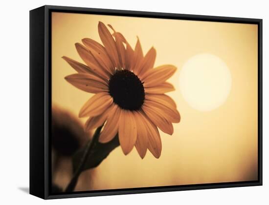 Environment: Sunflower Sunset Landscape Affected by Colorado Wildfires Near Boulder-Kevin Lange-Framed Stretched Canvas