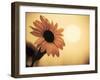 Environment: Sunflower Sunset Landscape Affected by Colorado Wildfires Near Boulder-Kevin Lange-Framed Photographic Print