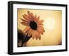 Environment: Sunflower Sunset Landscape Affected by Colorado Wildfires Near Boulder-Kevin Lange-Framed Photographic Print