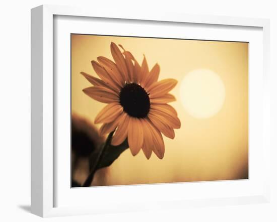 Environment: Sunflower Sunset Landscape Affected by Colorado Wildfires Near Boulder-Kevin Lange-Framed Photographic Print