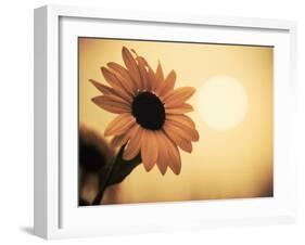 Environment: Sunflower Sunset Landscape Affected by Colorado Wildfires Near Boulder-Kevin Lange-Framed Photographic Print