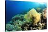 Environmental Problem - Plastic Bag Polluting a Coral Reef-Rich Carey-Stretched Canvas