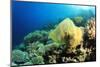 Environmental Problem - Plastic Bag Polluting a Coral Reef-Rich Carey-Mounted Photographic Print