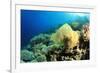 Environmental Problem - Plastic Bag Polluting a Coral Reef-Rich Carey-Framed Photographic Print