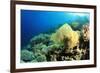 Environmental Problem - Plastic Bag Polluting a Coral Reef-Rich Carey-Framed Photographic Print