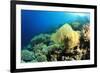 Environmental Problem - Plastic Bag Polluting a Coral Reef-Rich Carey-Framed Photographic Print