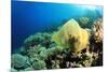 Environmental Problem - Plastic Bag Polluting a Coral Reef-Rich Carey-Mounted Photographic Print