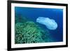 Environmental Problem - Plastic Trash on a Coral Reef. (I Cleared up This and Other Rubbish from Th-Rich Carey-Framed Photographic Print