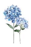 Two Hydrangeas-Enya Todd-Art Print