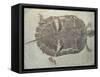 Eocene Echmatemys Fossil Turtle-Kevin Schafer-Framed Stretched Canvas