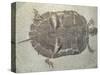 Eocene Echmatemys Fossil Turtle-Kevin Schafer-Stretched Canvas