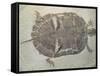 Eocene Echmatemys Fossil Turtle-Kevin Schafer-Framed Stretched Canvas