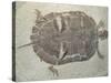 Eocene Echmatemys Fossil Turtle-Kevin Schafer-Stretched Canvas