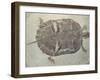 Eocene Echmatemys Fossil Turtle-Kevin Schafer-Framed Premium Photographic Print