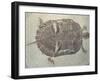 Eocene Echmatemys Fossil Turtle-Kevin Schafer-Framed Premium Photographic Print
