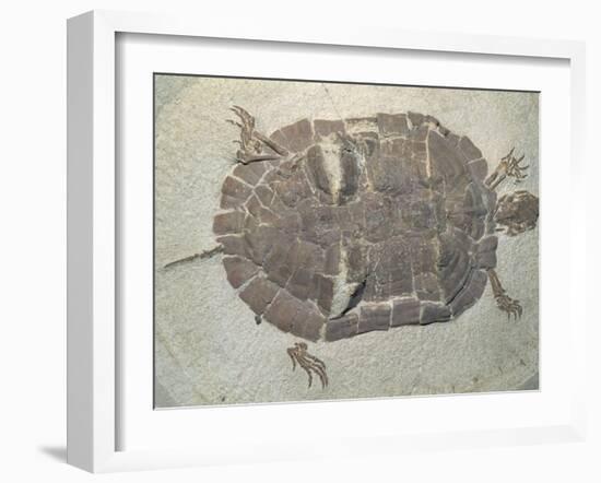 Eocene Echmatemys Fossil Turtle-Kevin Schafer-Framed Premium Photographic Print