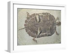 Eocene Echmatemys Fossil Turtle-Kevin Schafer-Framed Premium Photographic Print