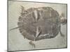 Eocene Echmatemys Fossil Turtle-Kevin Schafer-Mounted Premium Photographic Print