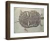 Eocene Echmatemys Fossil Turtle-Kevin Schafer-Framed Photographic Print