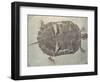 Eocene Echmatemys Fossil Turtle-Kevin Schafer-Framed Photographic Print