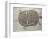 Eocene Echmatemys Fossil Turtle-Kevin Schafer-Framed Photographic Print