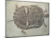 Eocene Echmatemys Fossil Turtle-Kevin Schafer-Mounted Photographic Print