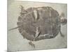 Eocene Echmatemys Fossil Turtle-Kevin Schafer-Mounted Photographic Print