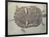 Eocene Echmatemys Fossil Turtle-Kevin Schafer-Framed Photographic Print