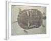 Eocene Echmatemys Fossil Turtle-Kevin Schafer-Framed Photographic Print