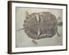 Eocene Echmatemys Fossil Turtle-Kevin Schafer-Framed Photographic Print