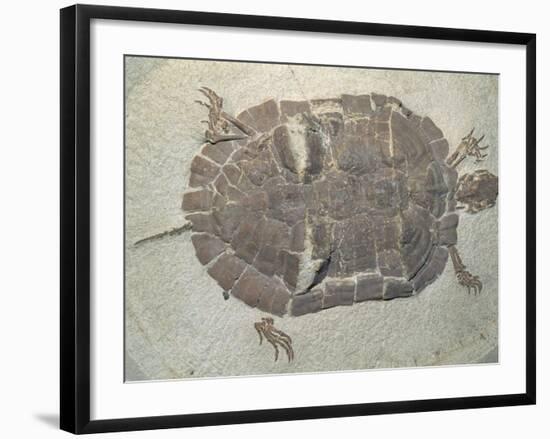 Eocene Echmatemys Fossil Turtle-Kevin Schafer-Framed Photographic Print