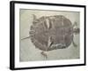 Eocene Echmatemys Fossil Turtle-Kevin Schafer-Framed Photographic Print