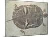 Eocene Echmatemys Fossil Turtle-Kevin Schafer-Mounted Photographic Print