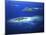 Eori Island, Mamanuca Islands, Fiji-David Wall-Mounted Premium Photographic Print