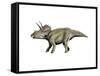 Eotriceratops Dinosaur-null-Framed Stretched Canvas